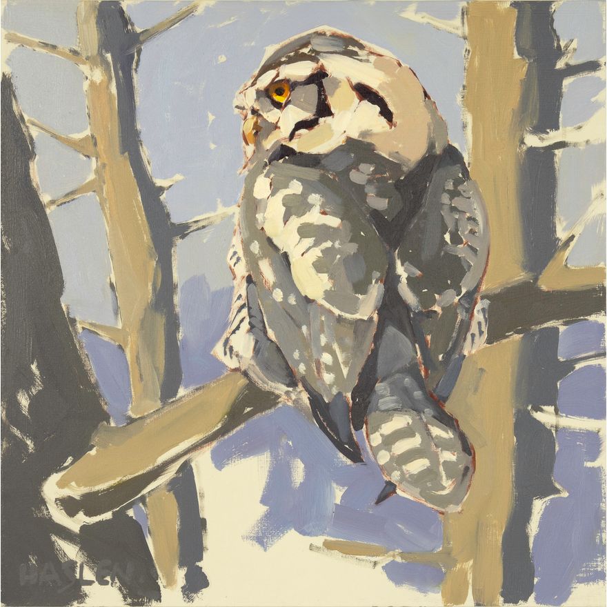 Andrew Haslen (1953- ), Hawk Owl Study 2, 2018