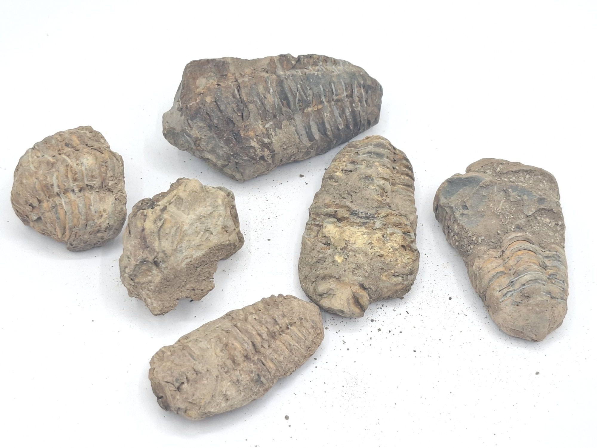 126 · TRILOBITE