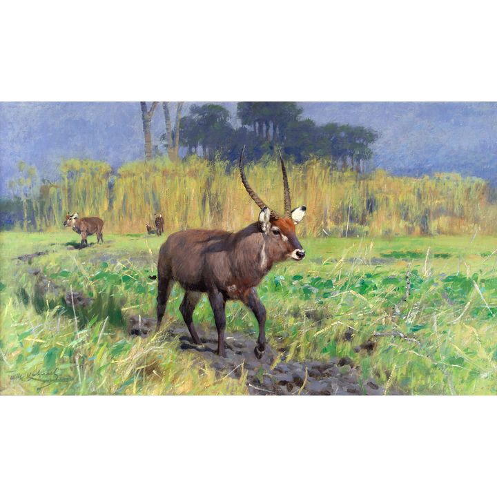 Waterbuck by Friedrich Wilhelm Kuhnert (1865-1926)
