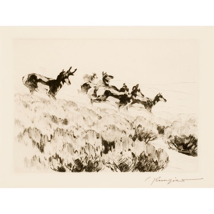 Carl Rungius (1869-1959), Antelope
