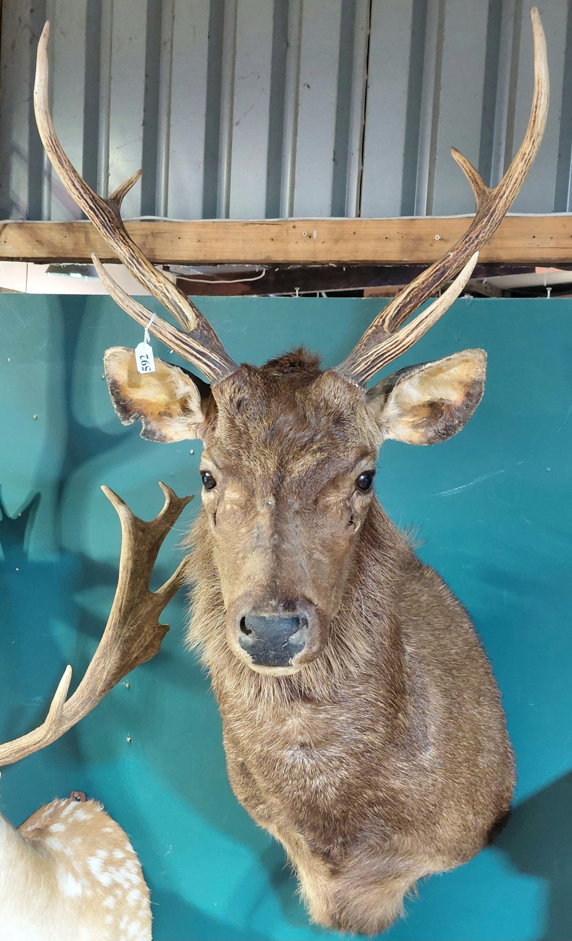 592 · TAXIDERMY SAMBAR DEER