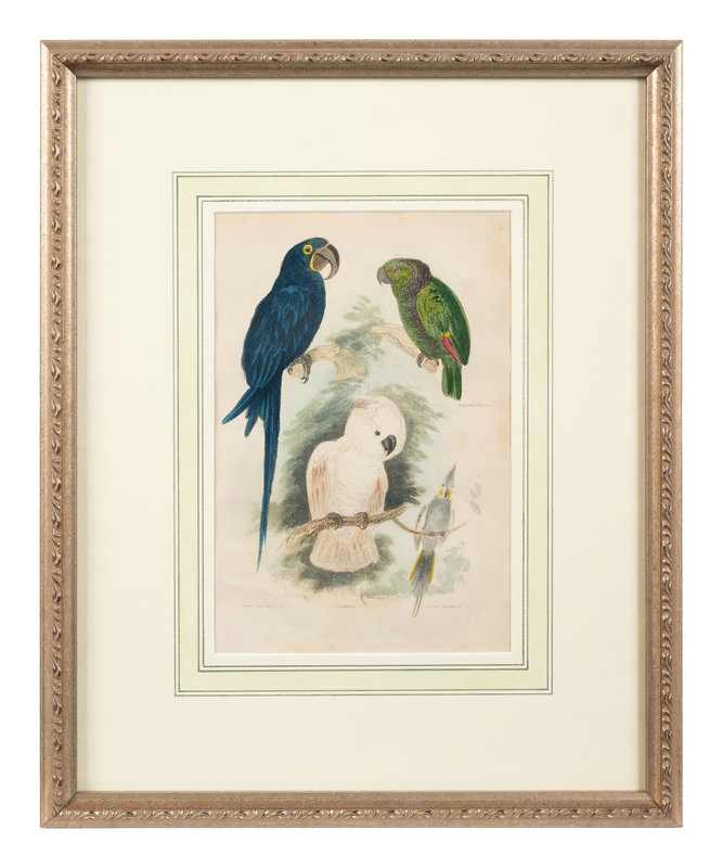 A Hand-Colored Engraving of Tropical Birds After Georges Cuvier (French, 1769-1832)
