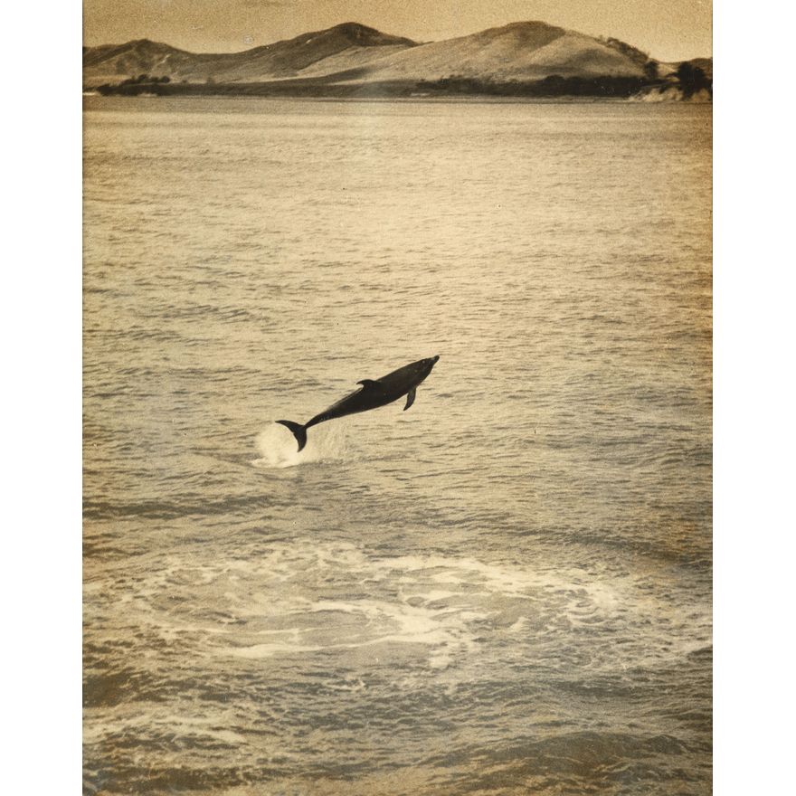 Eric Lee Johnson 'Opo, The Dolphin, Opononi'