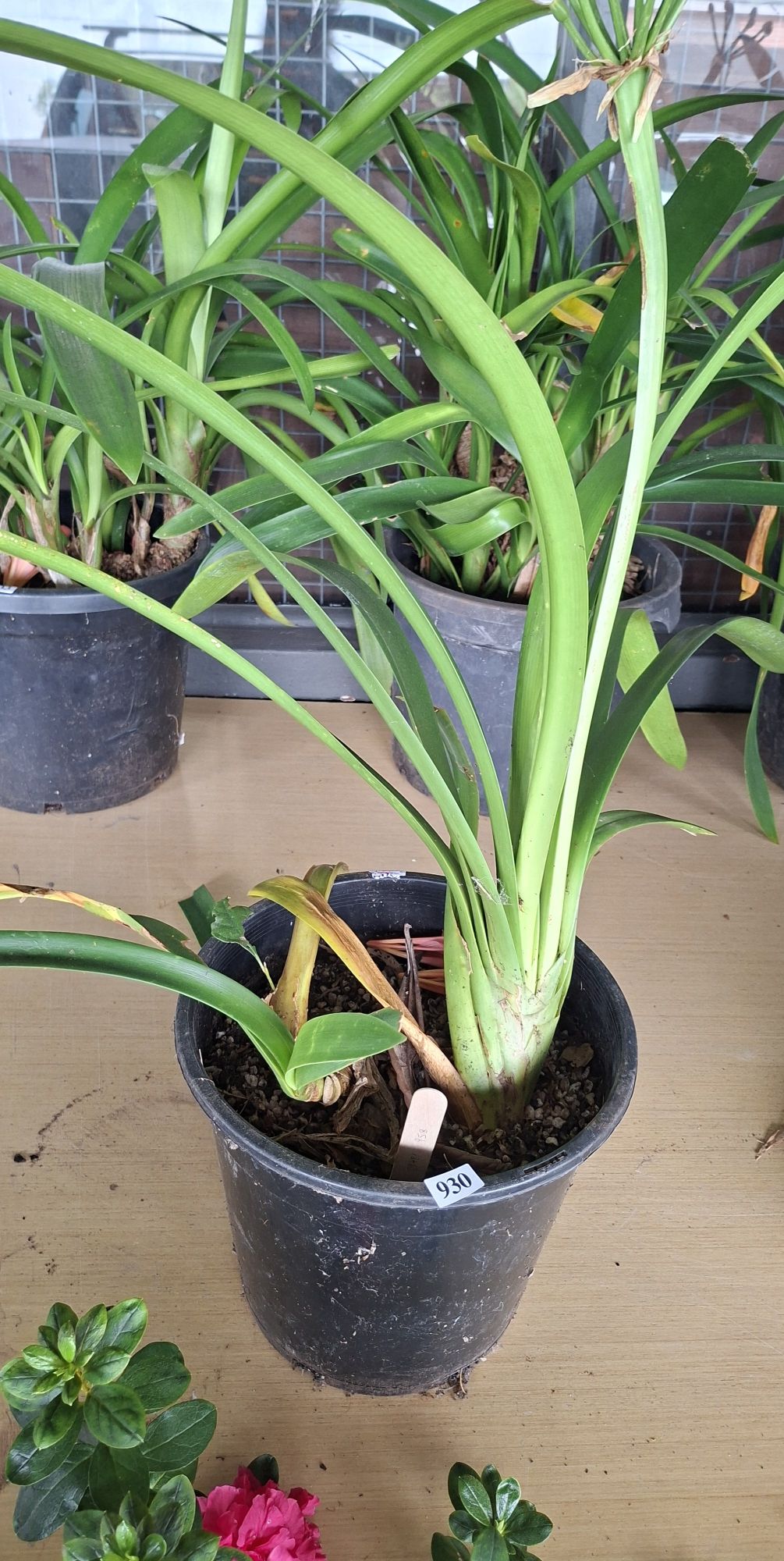 Flowering Clivia