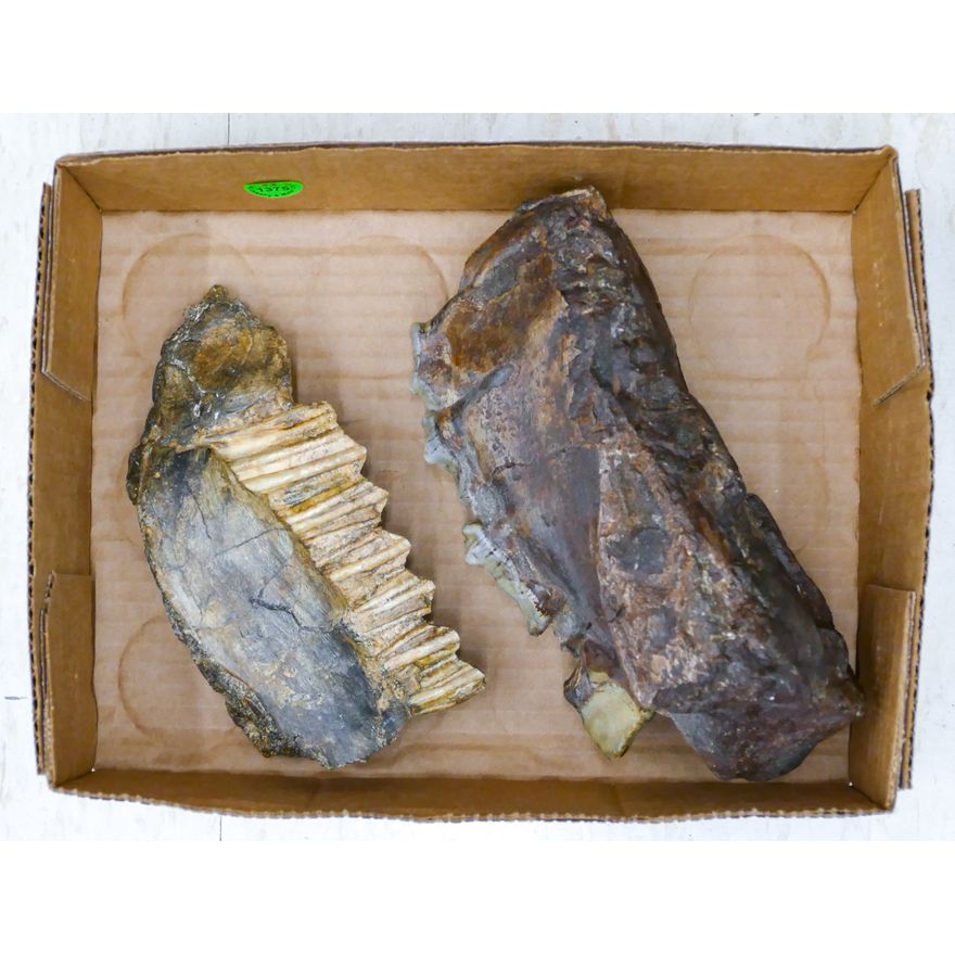 2pc Ancient Mastadon Tooth Fossil Specimens 6" to 7"