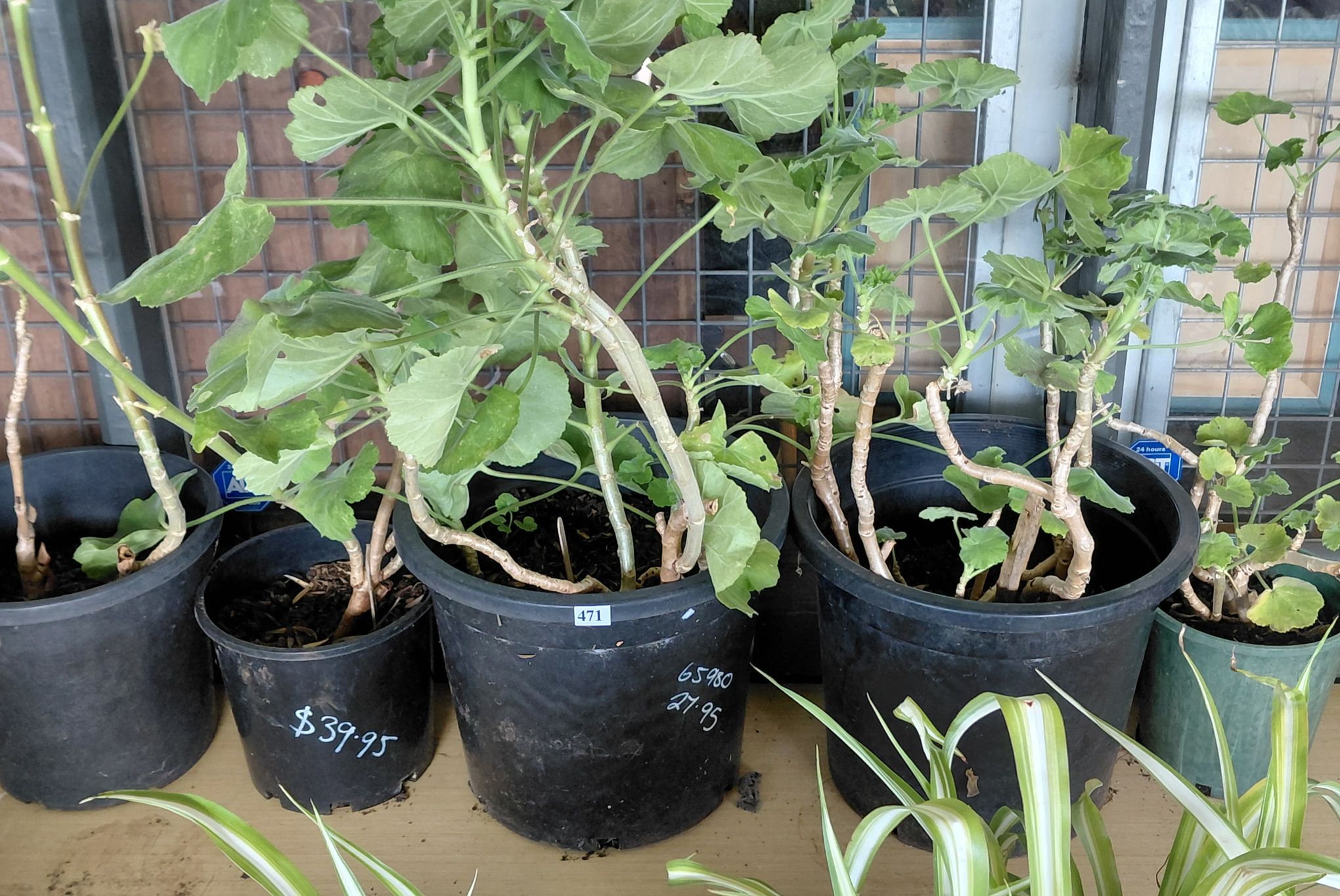 471 · PELARGONUIMS