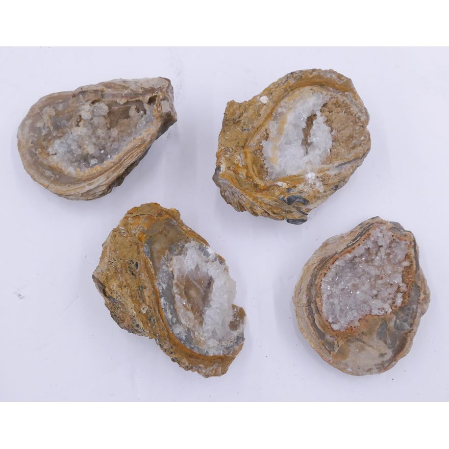 Box 4pc Crystalized Oyster Shell Specimens