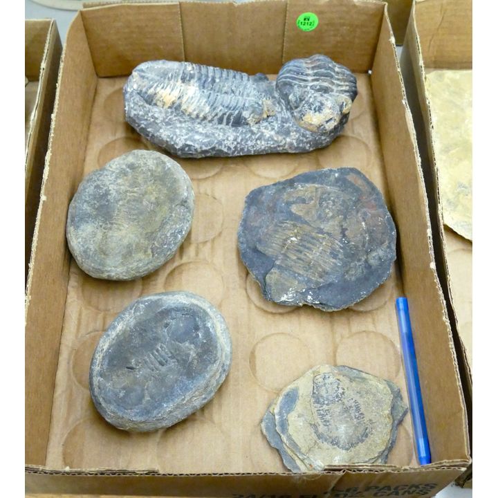 Box Black Stone Trilobite Fossils
