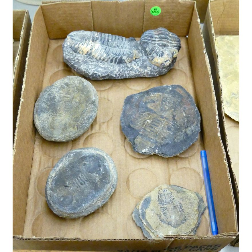 Box Black Stone Trilobite Fossils