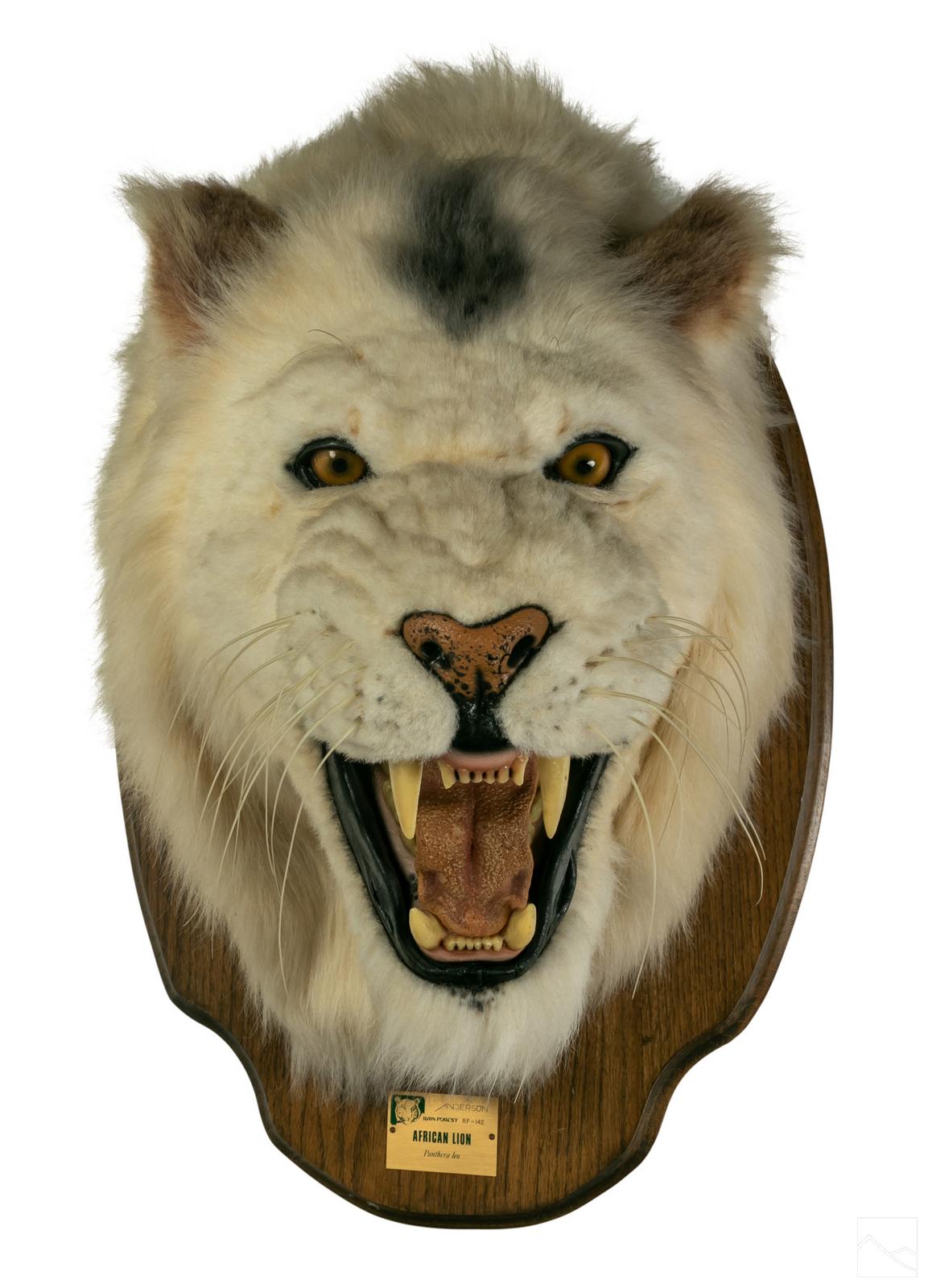 real lion head