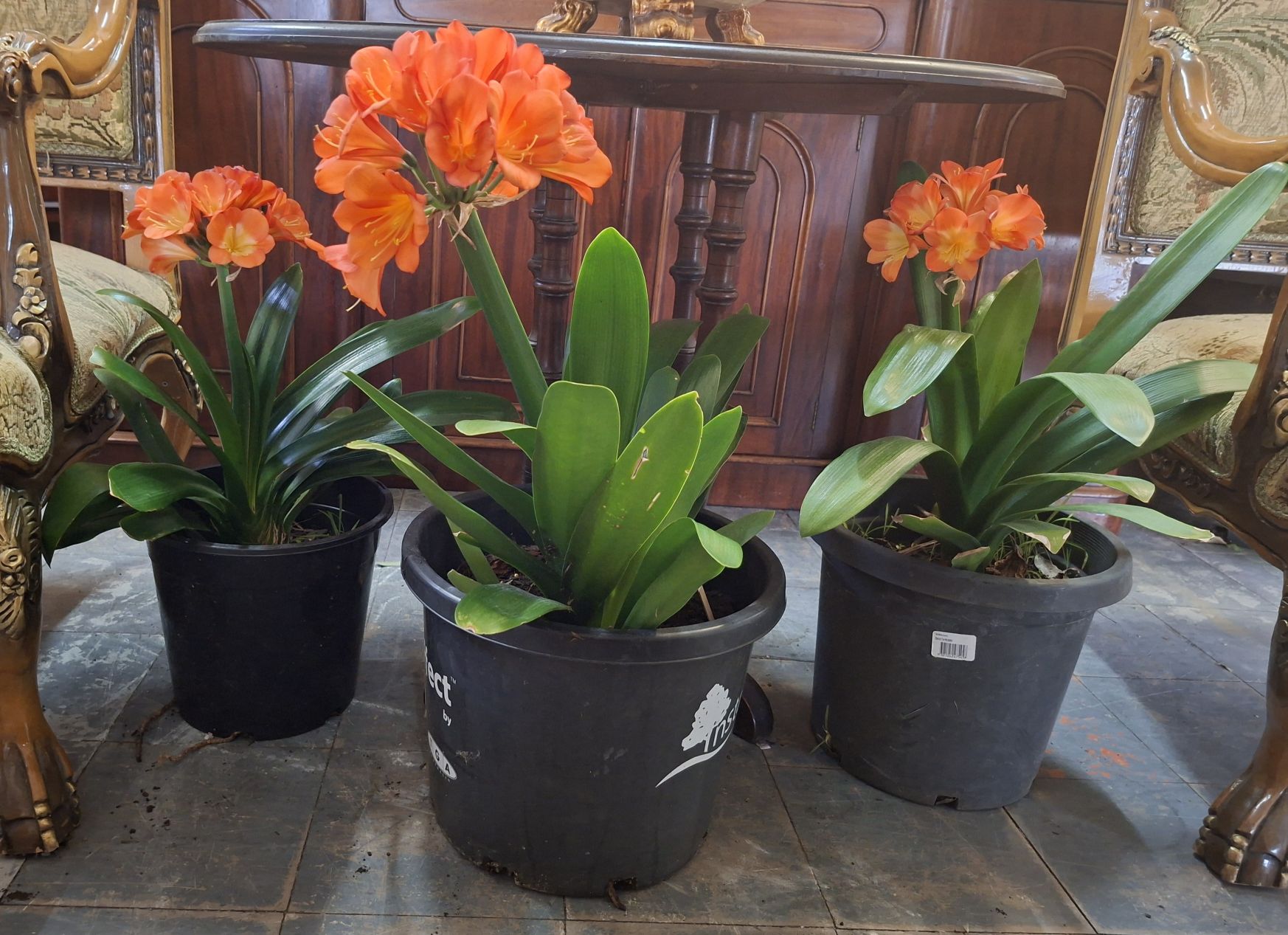 Potted Clivia'S