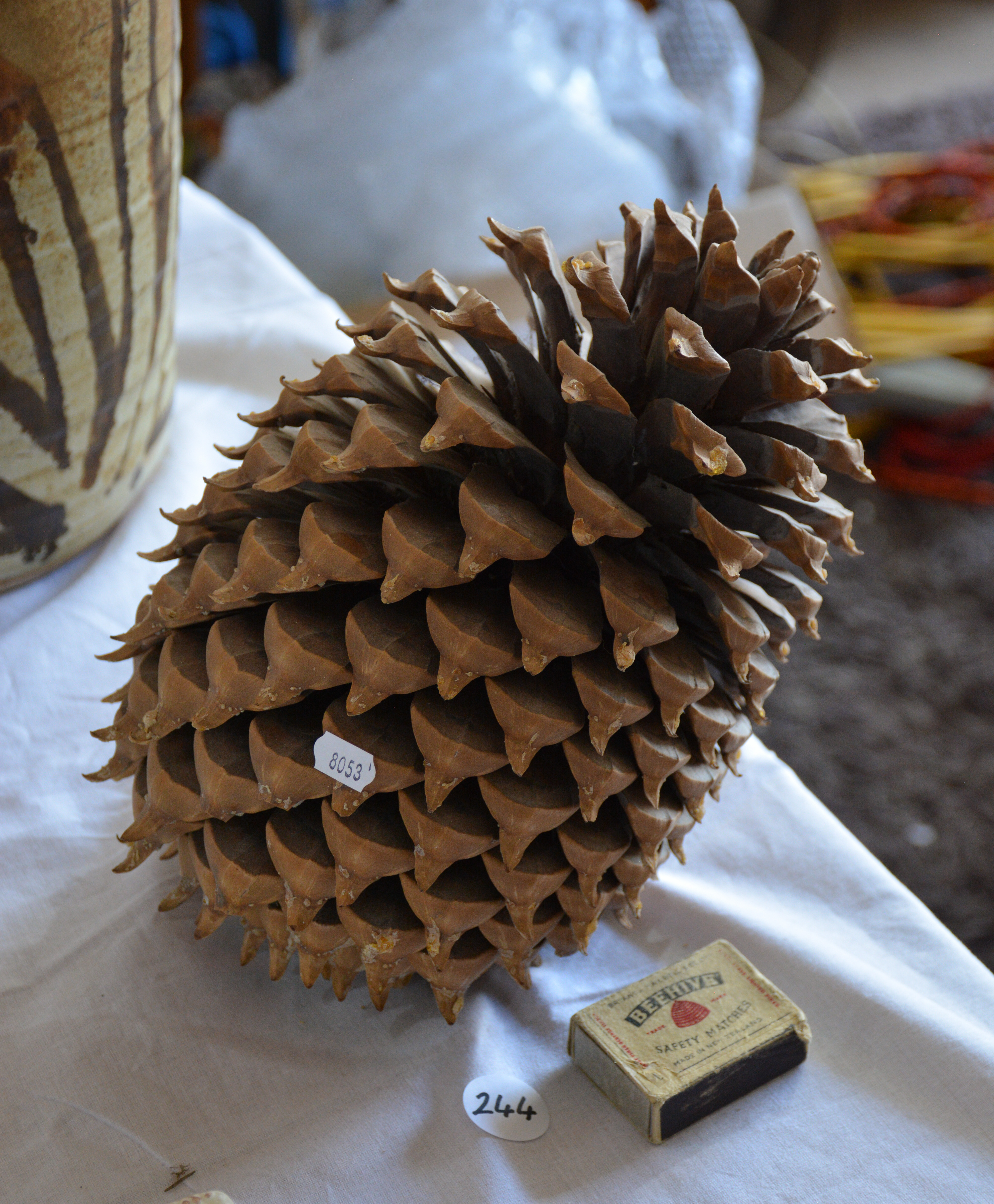 Huge Pine Cone — NZ auction result