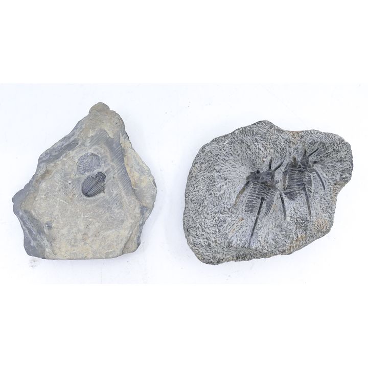2pc Ancient Isopod & Insect Fossils 3''