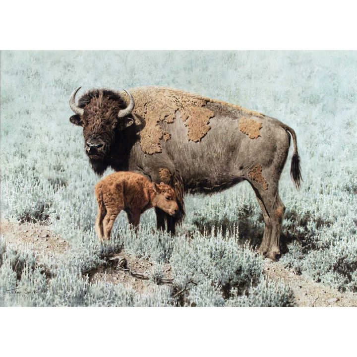 Bison with Calf by Tucker Smith (1940- )