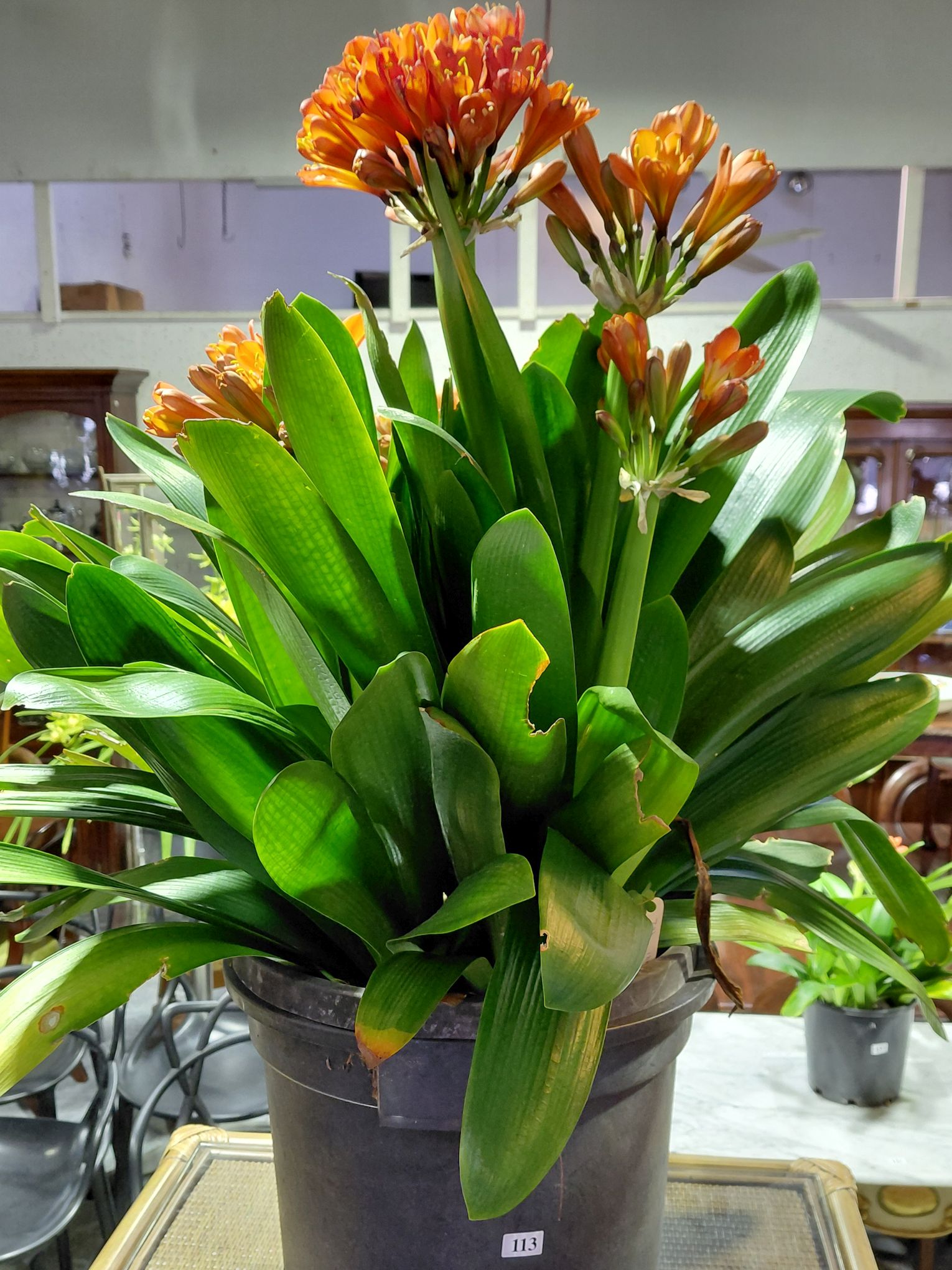 113 · BELGIAN CLIVIA