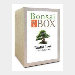 Bonsai in a Box - Bodhi Tree - Grow a bonsai tree from seed-51459/732 B8 (S4)