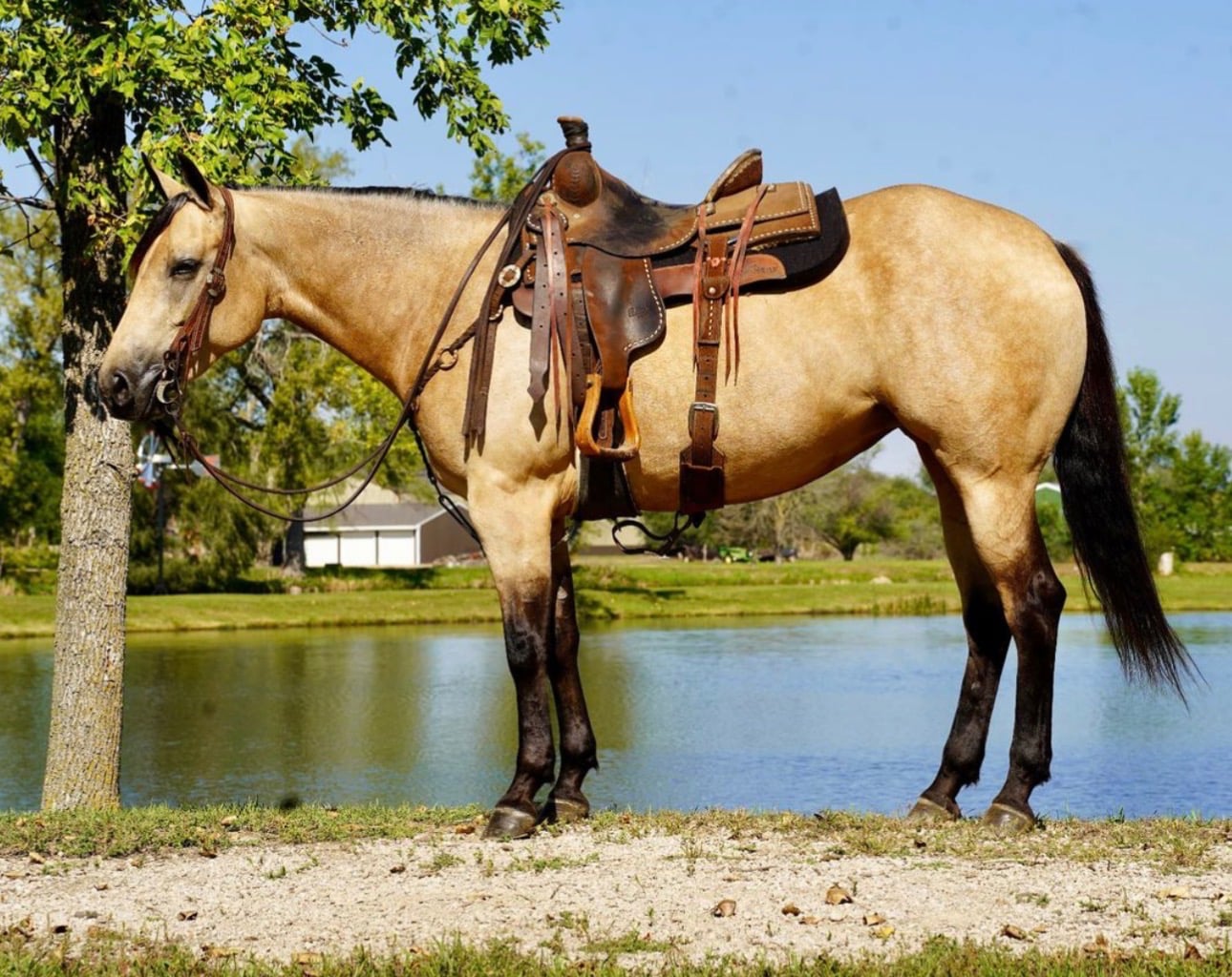 ASPEN | Horse Bid, LLC