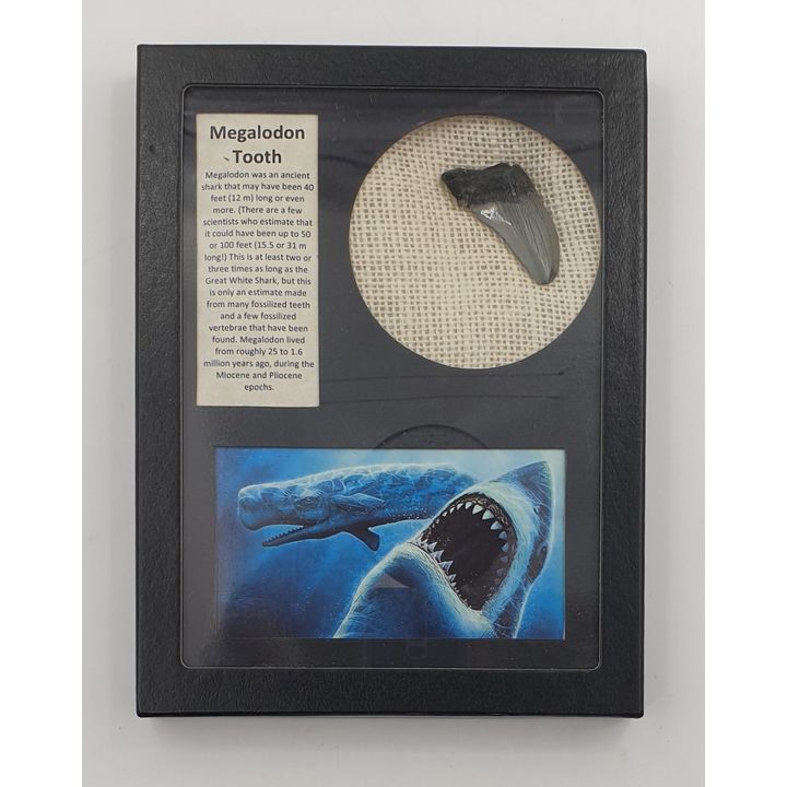 Framed Megalodon Tooth