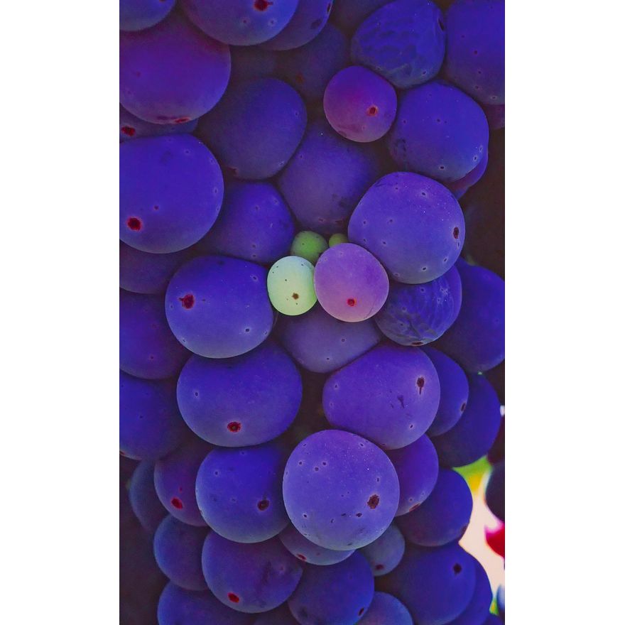 Andy Katz ''Cluster'' (California Wine) Color Photograph