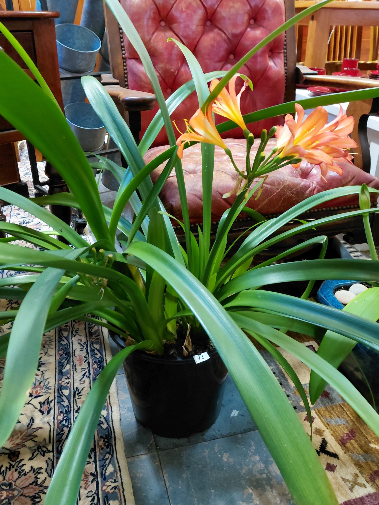 92 · CLIVIA PLANT