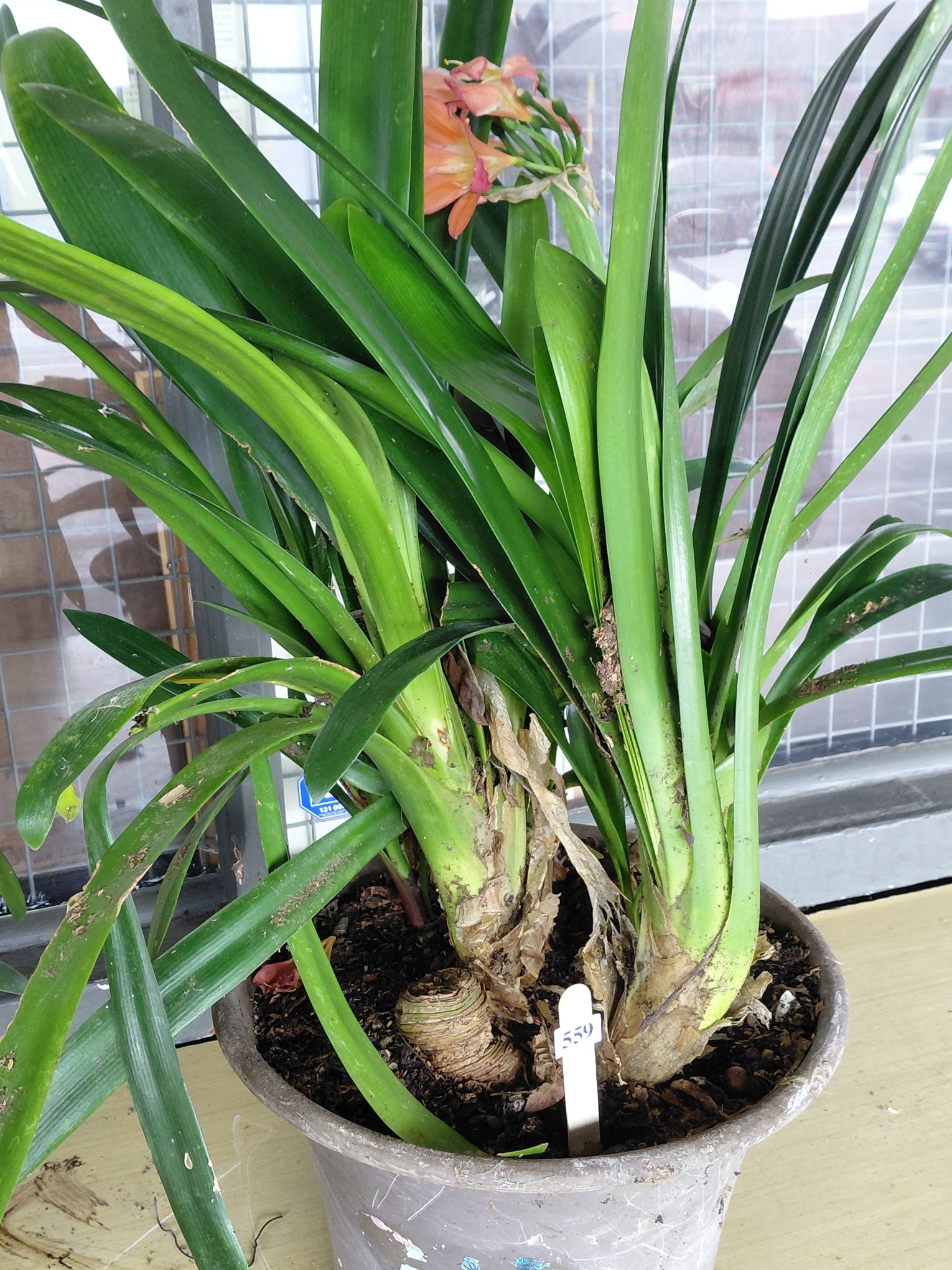 ORANGE FLOWERING CLIVIA