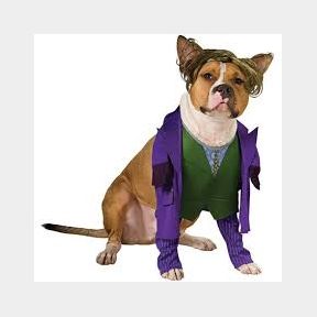 DC Comics Walking Joker Pet Costume - Purple / Green - S -51719/2026 B1 (S9)