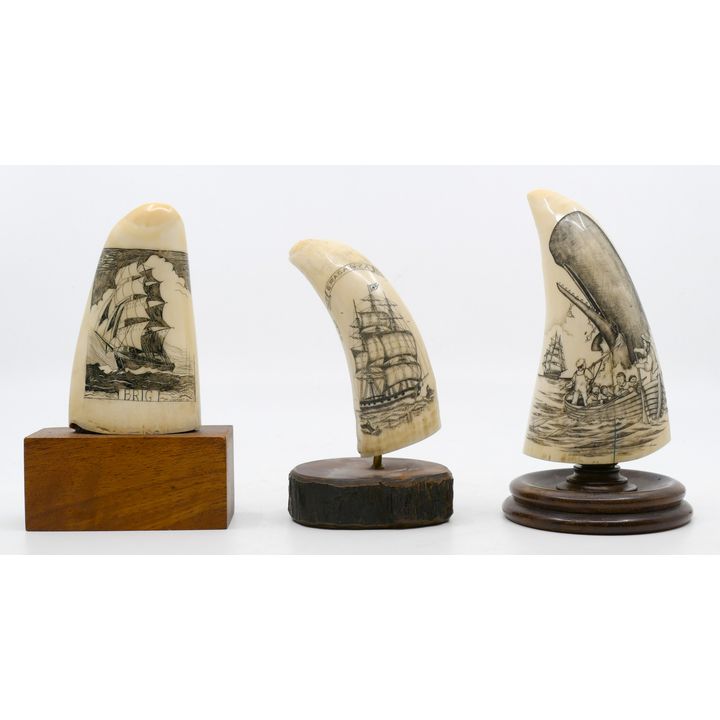 3pc Maritime Scrimshawed Teeth on Stand Largest 7''
