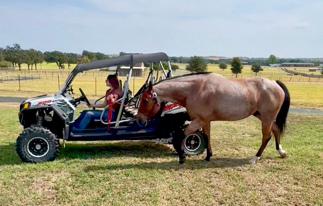 DENALI - 16.1 HAND GENTLE FAMILY GELDING! | Horse Bid, LLC