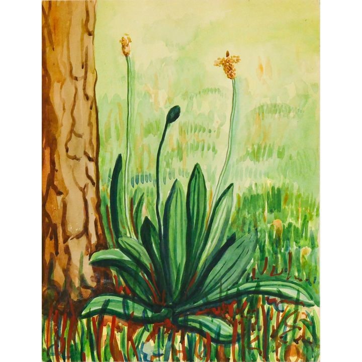 A. Jourdon ''Green Plant'' Watercolor on Paper