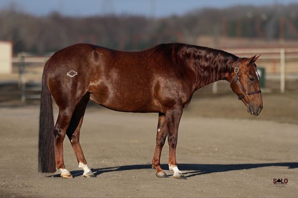 Heavy Metal Faith, 2016 sorrel mare, Metallic Cat x Faith In Your Mate, Lot 160 in the Solo Select October Sale