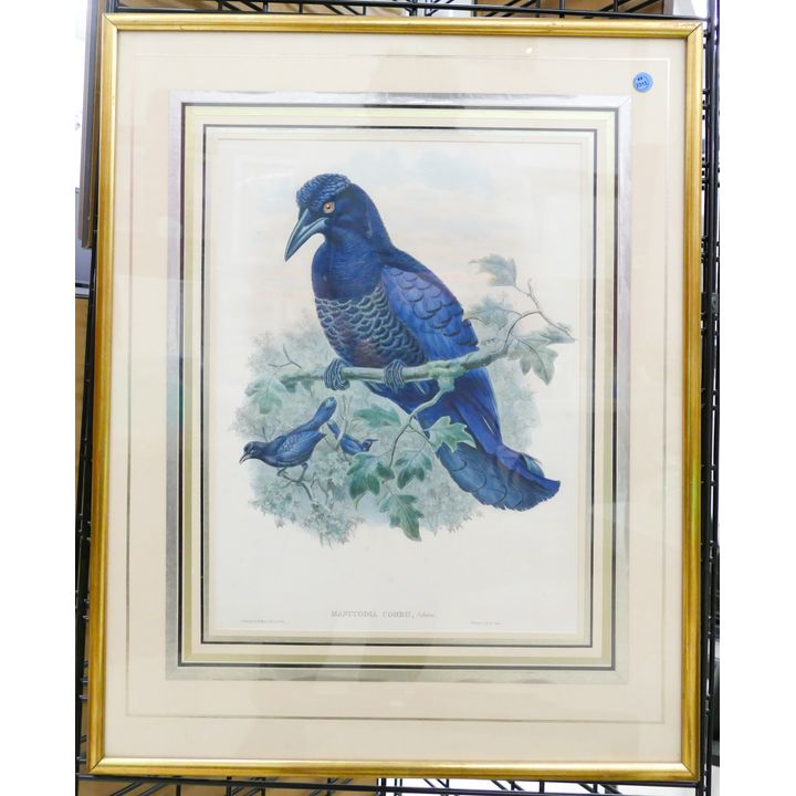 Antique Gould ''Manucodia Comrii'' Blue Bird Tinted Engraving