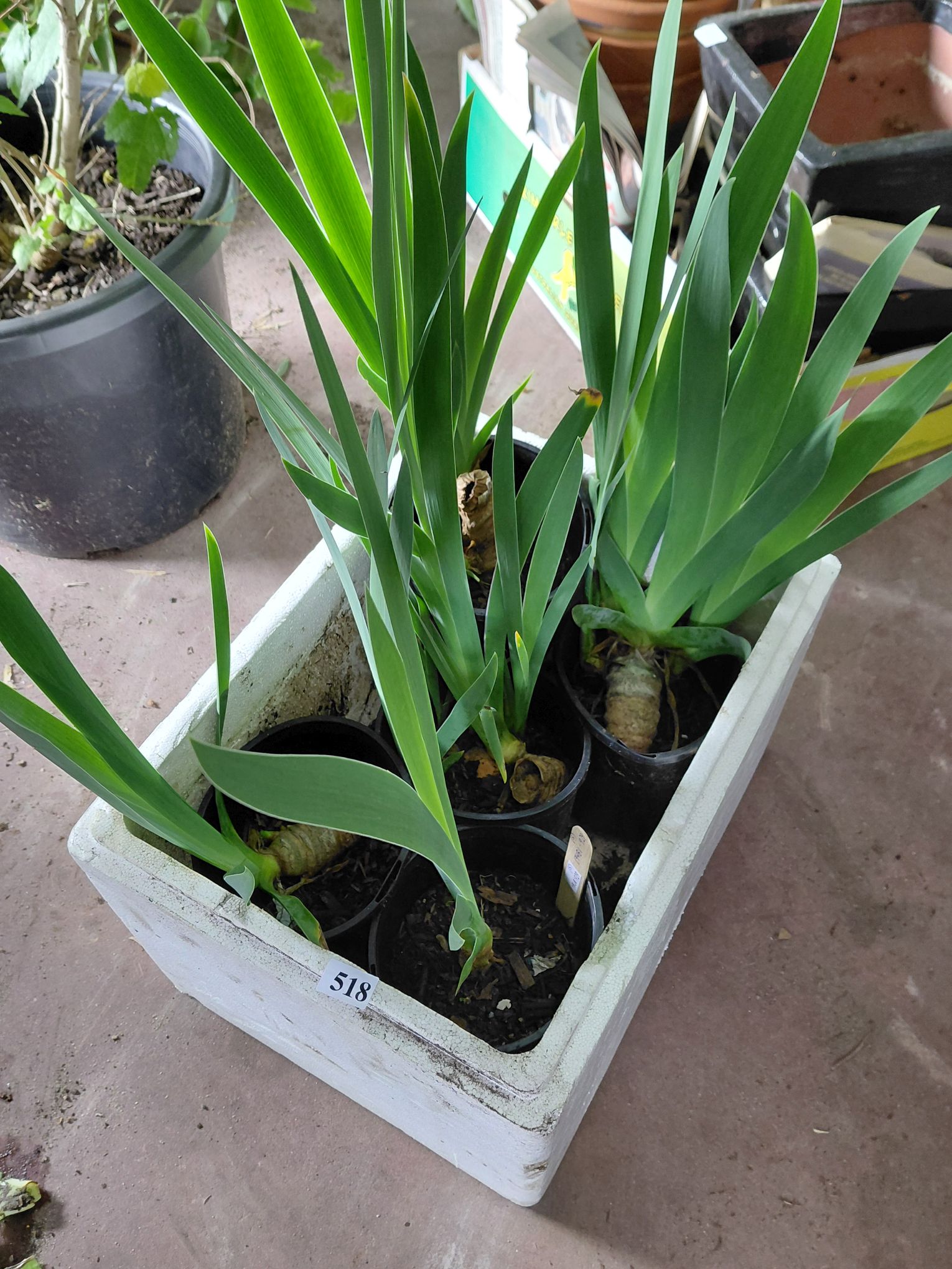 5 Potted Bearded Iris Plants