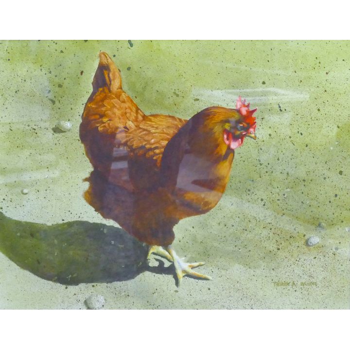 Terry Ann Bader ''Cluck Cluck'' (Rooster) Watercolor Framed 20''x24''