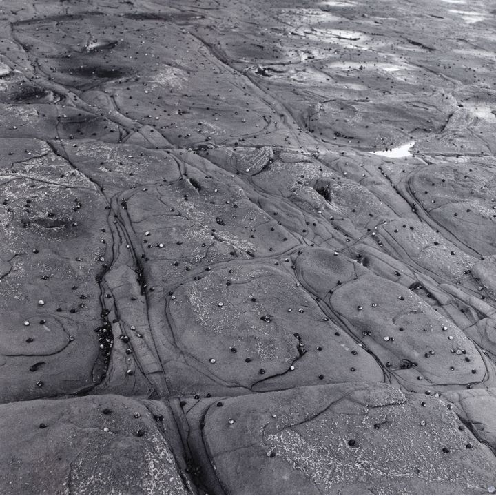 Peter Peryer 'Black Nerita, Buckleton Bay'