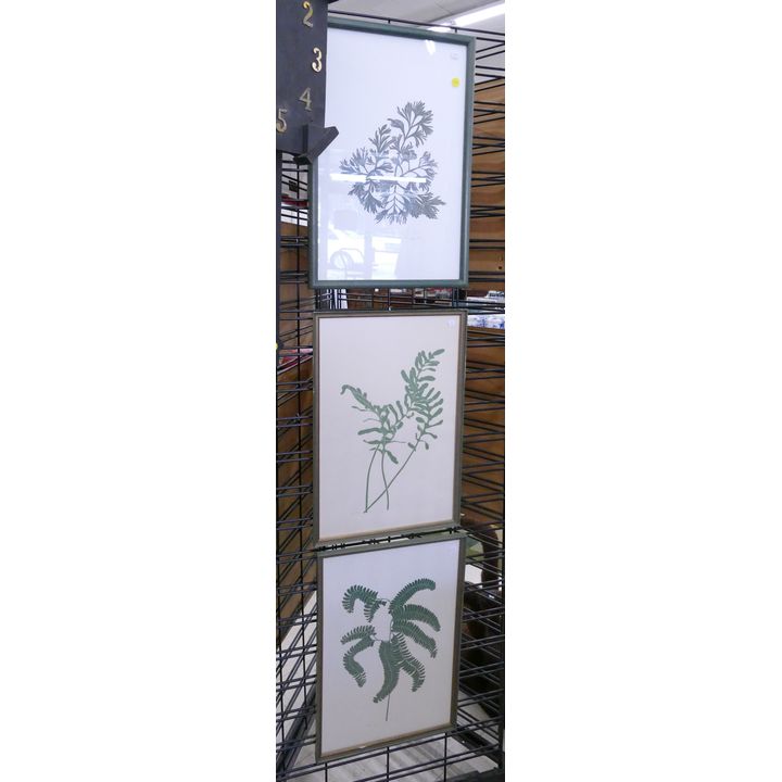 3pc Henry Evans Botanical Woodblock Prints Framed- 21x14''