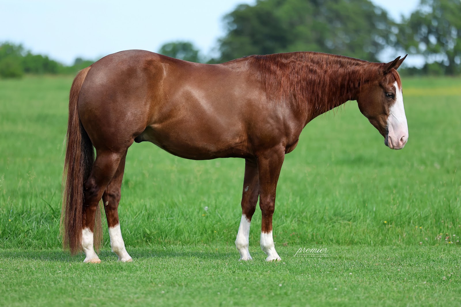 MR RIGHT NOW *NRHA MONEY EARNER BY PS MEGA SHINE CHIC* | Horse Bid, LLC