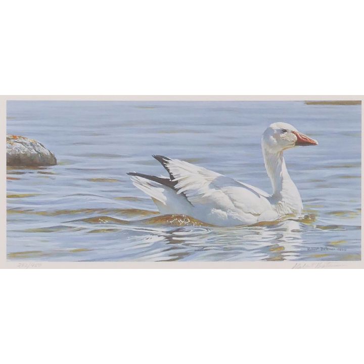 Robert Bateman Seagull S/N Print Framed- 19x30''