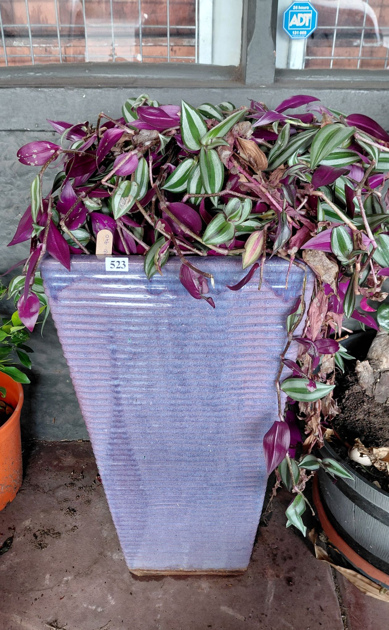 Potted Silver Inch Plant