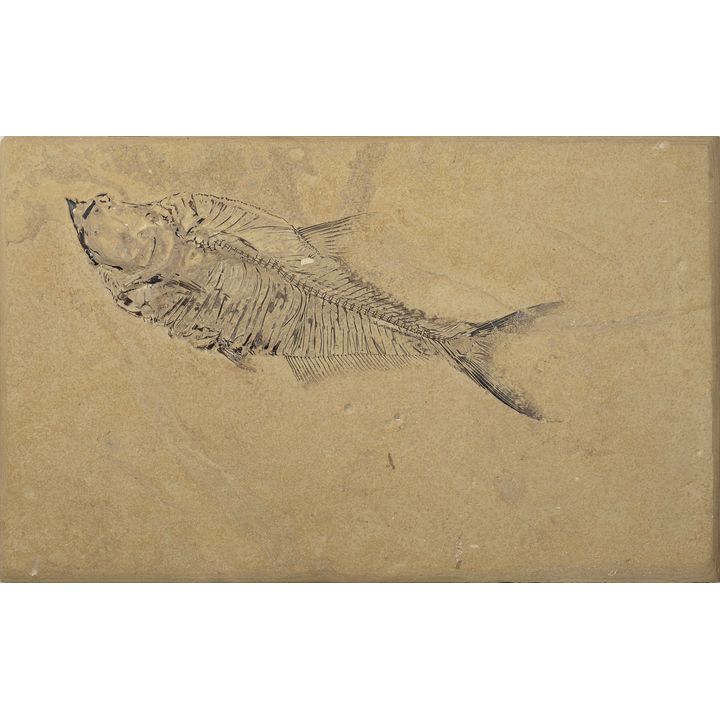Wallace Ulrich (20th Century), Fish Fossil Diplomystus Dentatus, 1992