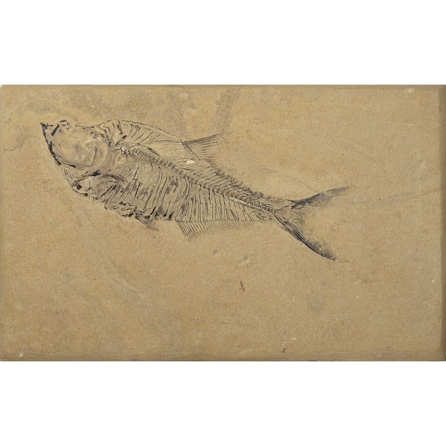 Wallace Ulrich (20th Century), Fish Fossil Diplomystus Dentatus, 1992