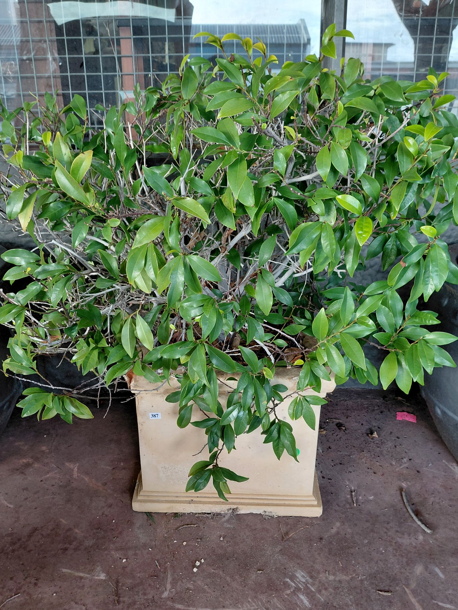 387 · FICUS TREE