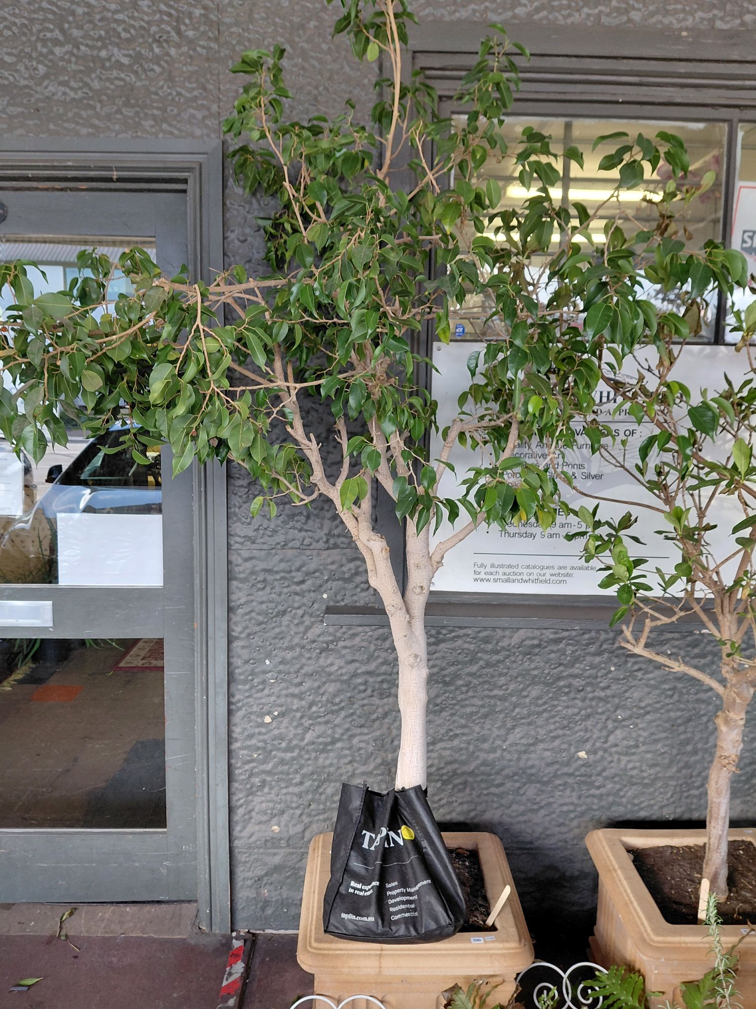 390 · POTTED WEEPING FIG
