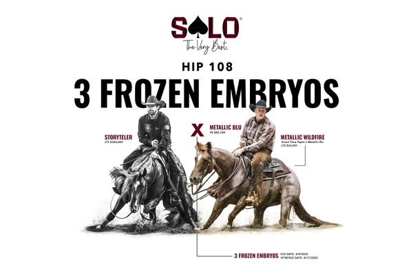 Three frozen embryos, Storyteler x Metallic Blu, Lot 108 in the Solo Select October Sale
