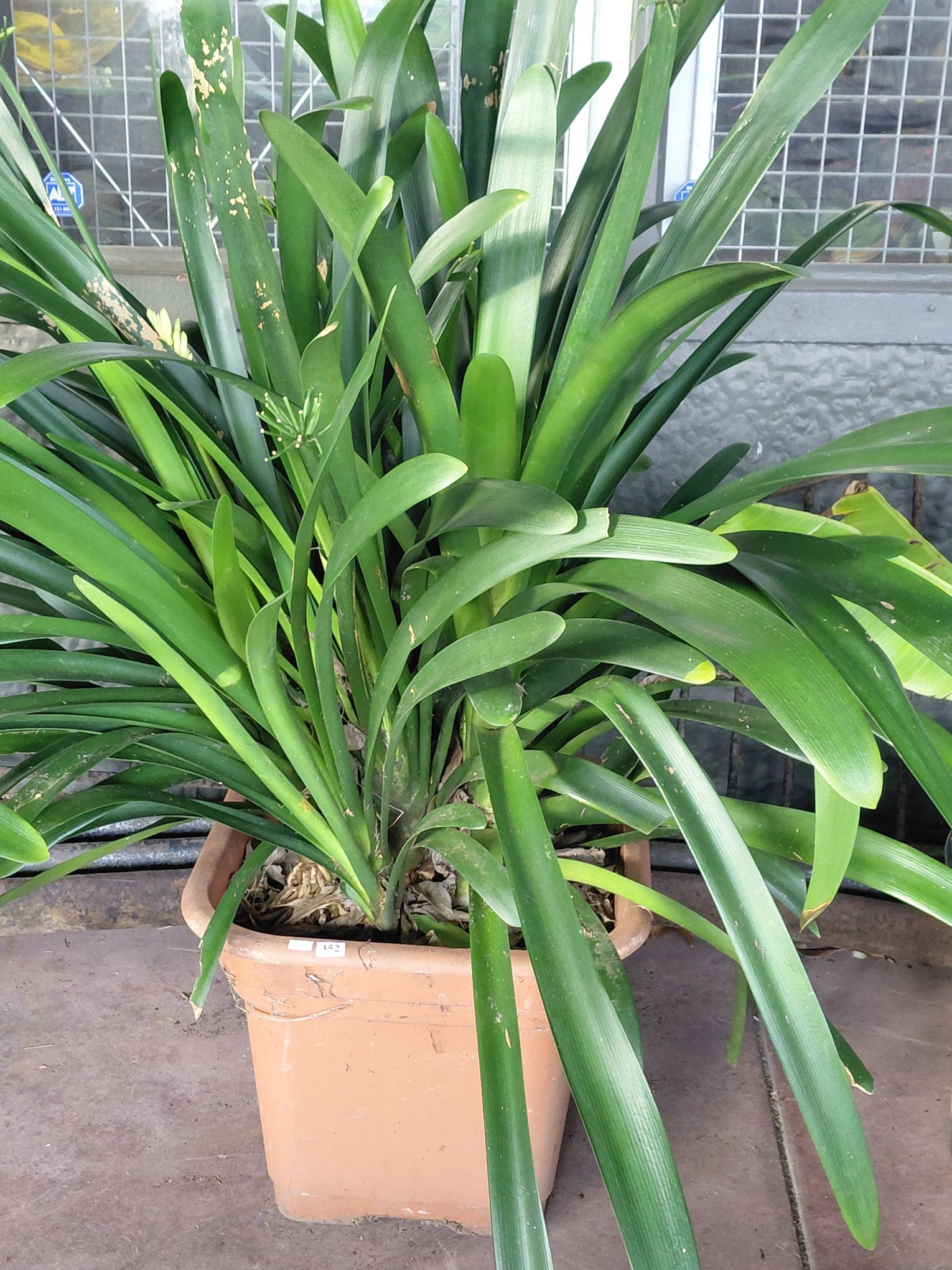 352 · LARGE POTTED CLIVIA PLANT