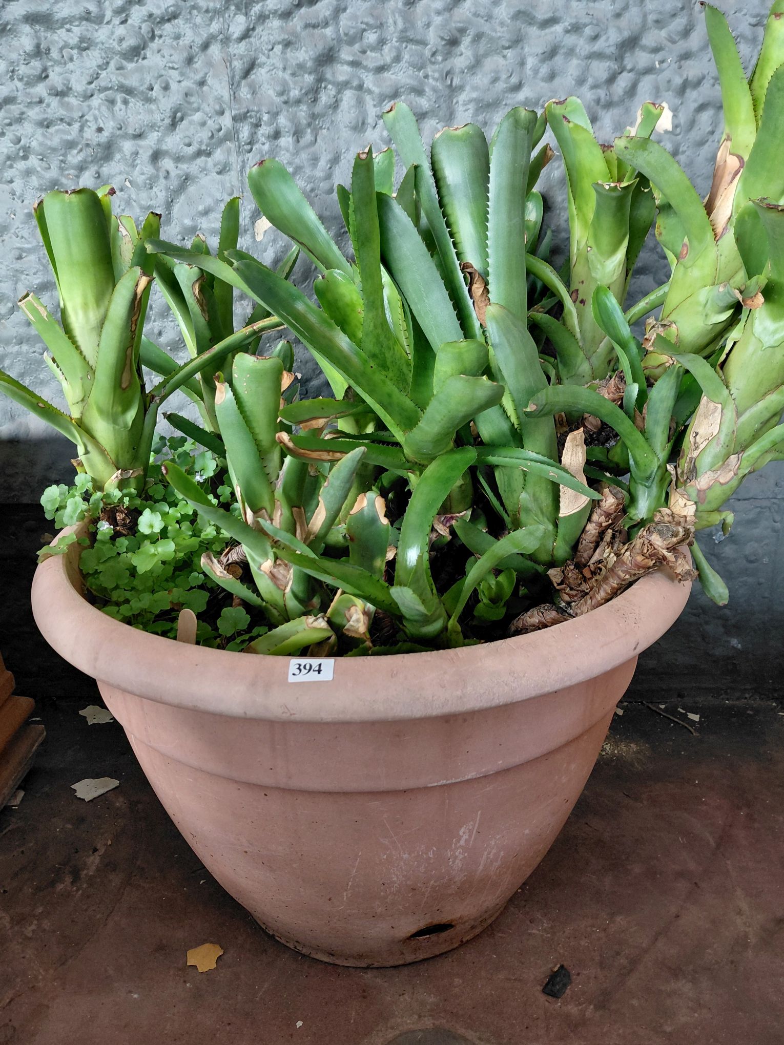 394 · BROMELIAD