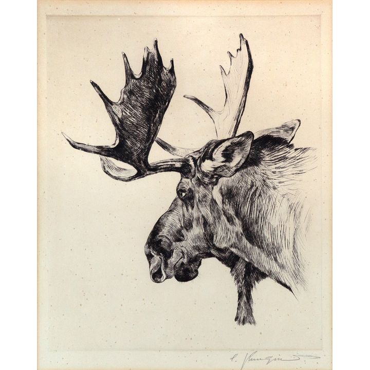 Carl Rungius (1869-1959), Young Bull