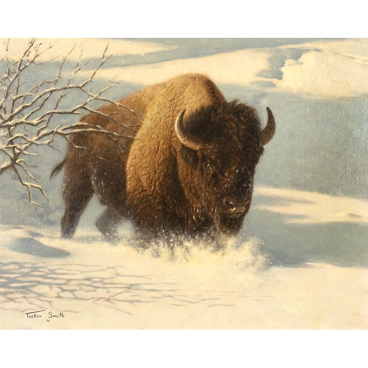 Tucker Smith (1940- ), Bison and Bison Study