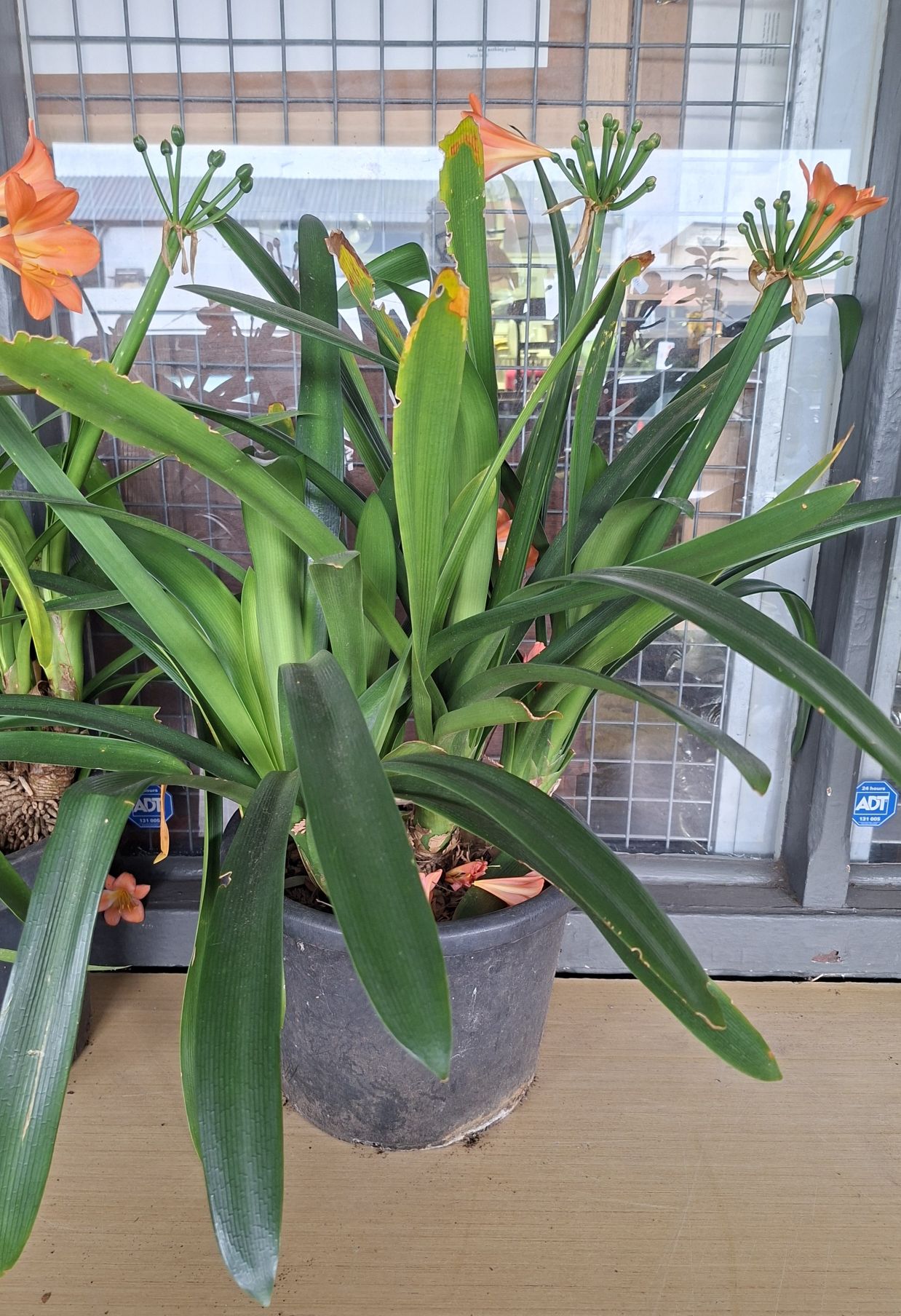 Clivia