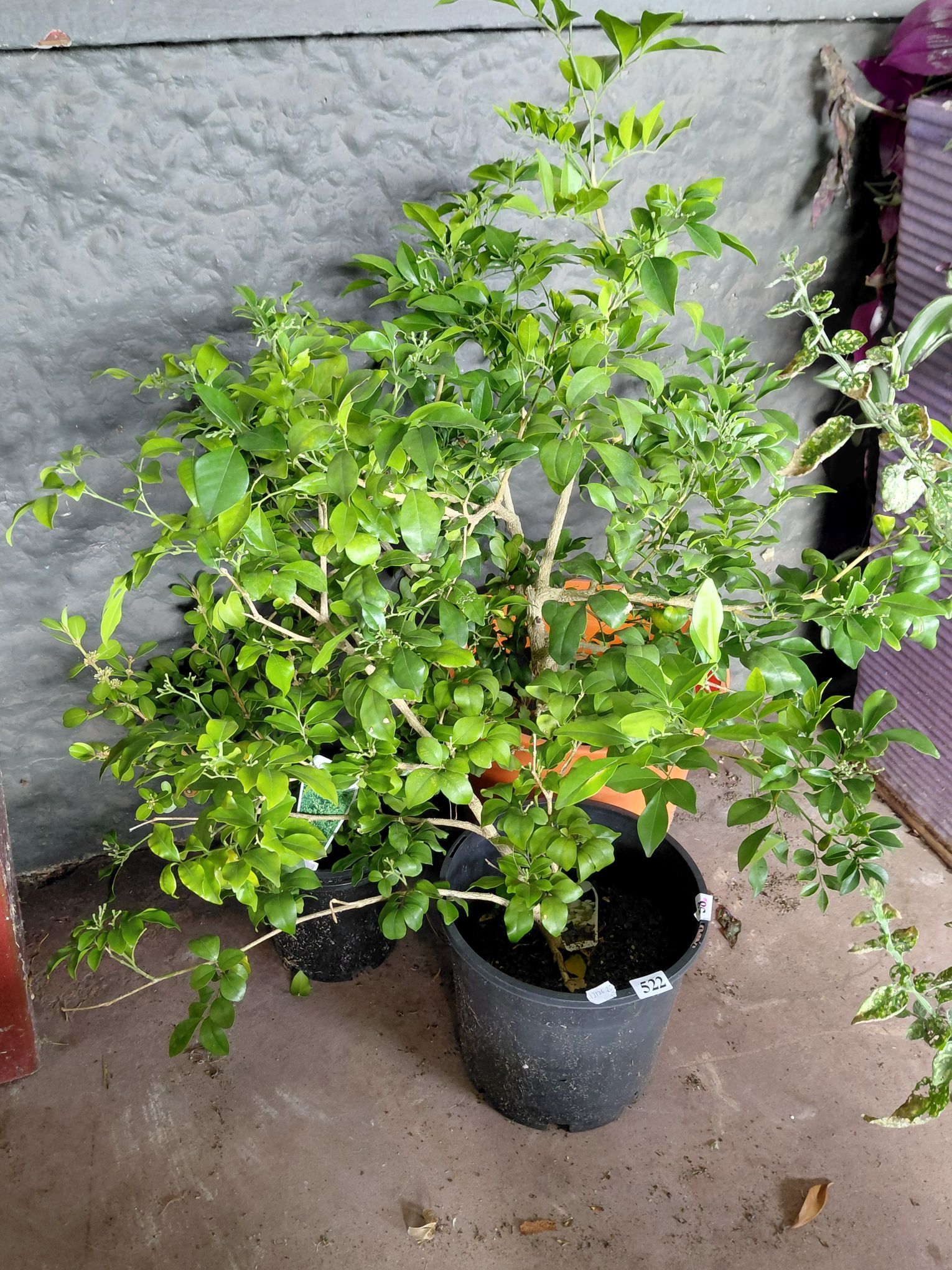 Murraya Potted Flower