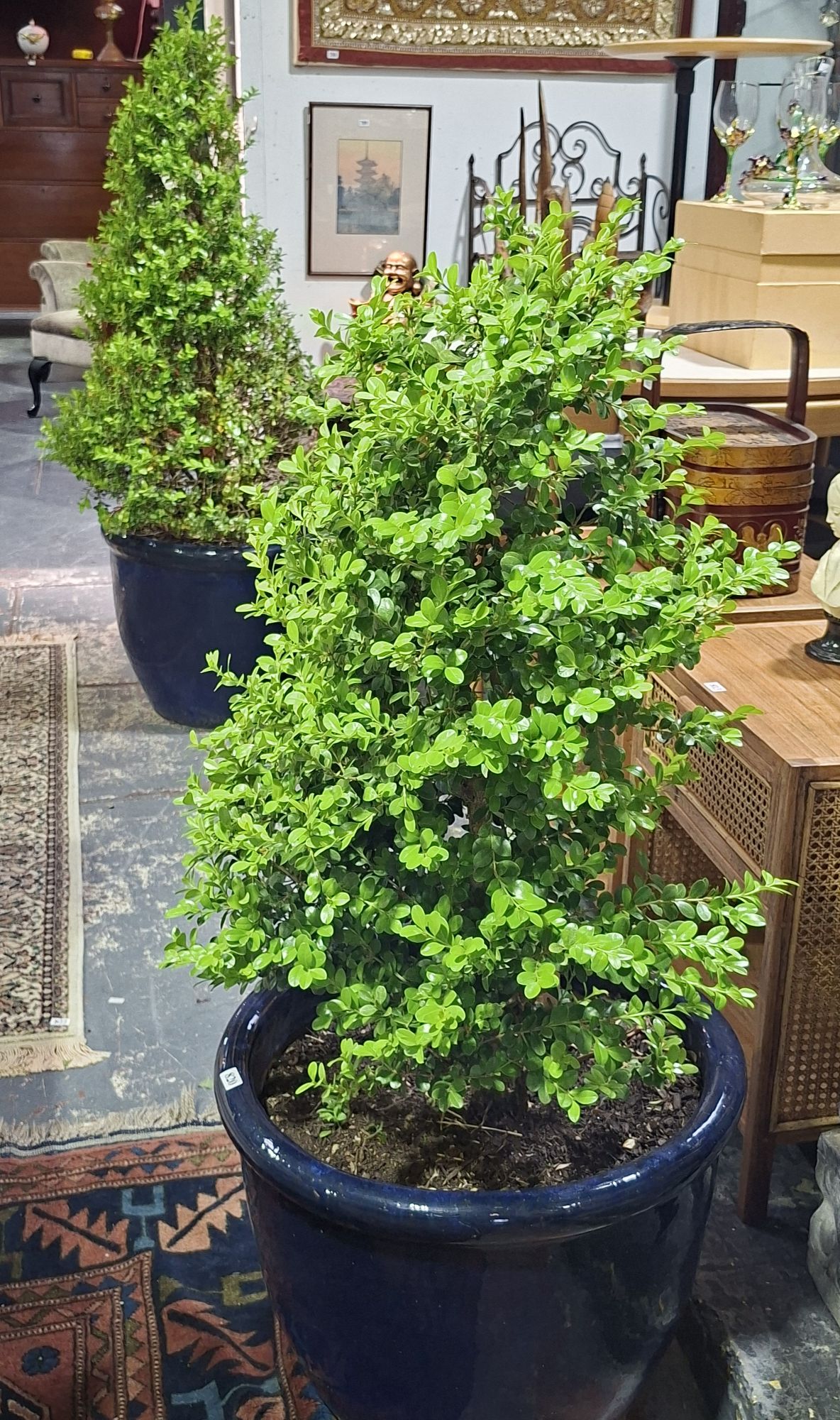 2 Potted Japanese Box Plants